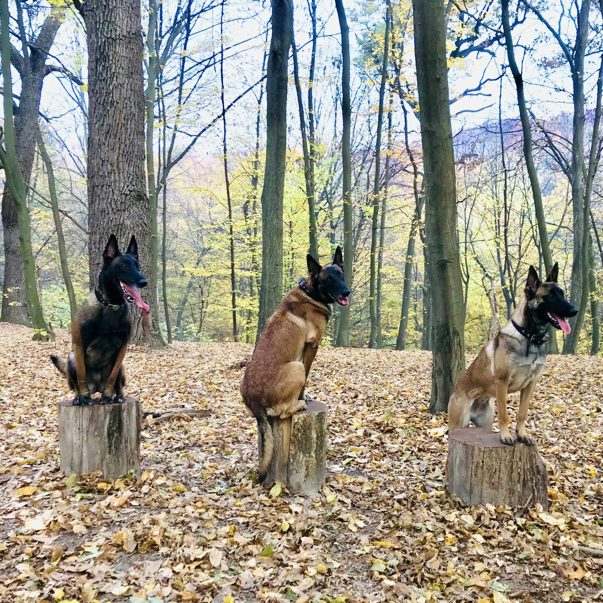 Особенности шейпинга. Шейпинг терапия видео. Шейпинг для собак. Юни шейпинг видео уроки для начинающих. Шейпинг для собак.