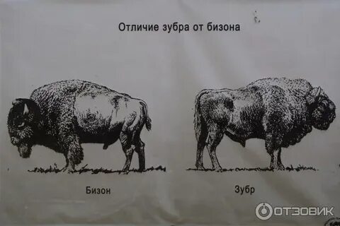 Отличия зубра