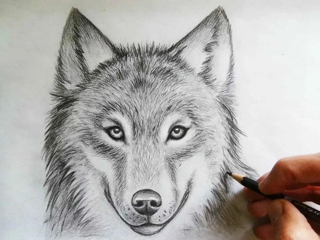 Нарисовать рисунок волк