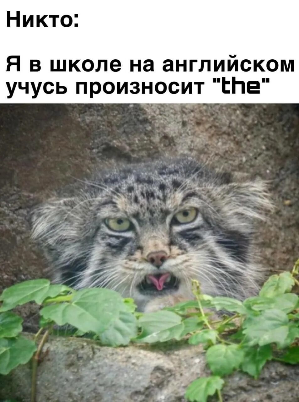 Пытается выговорить