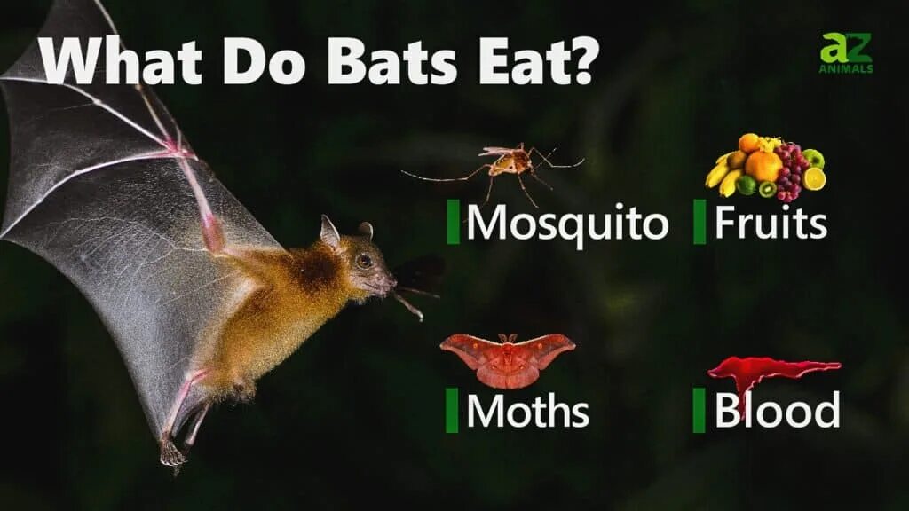 There are various myths surrounding bats those. What do bats eat. bat guano гуано летучих мышей. летучие мыши питаются кровью. a-z-animals.