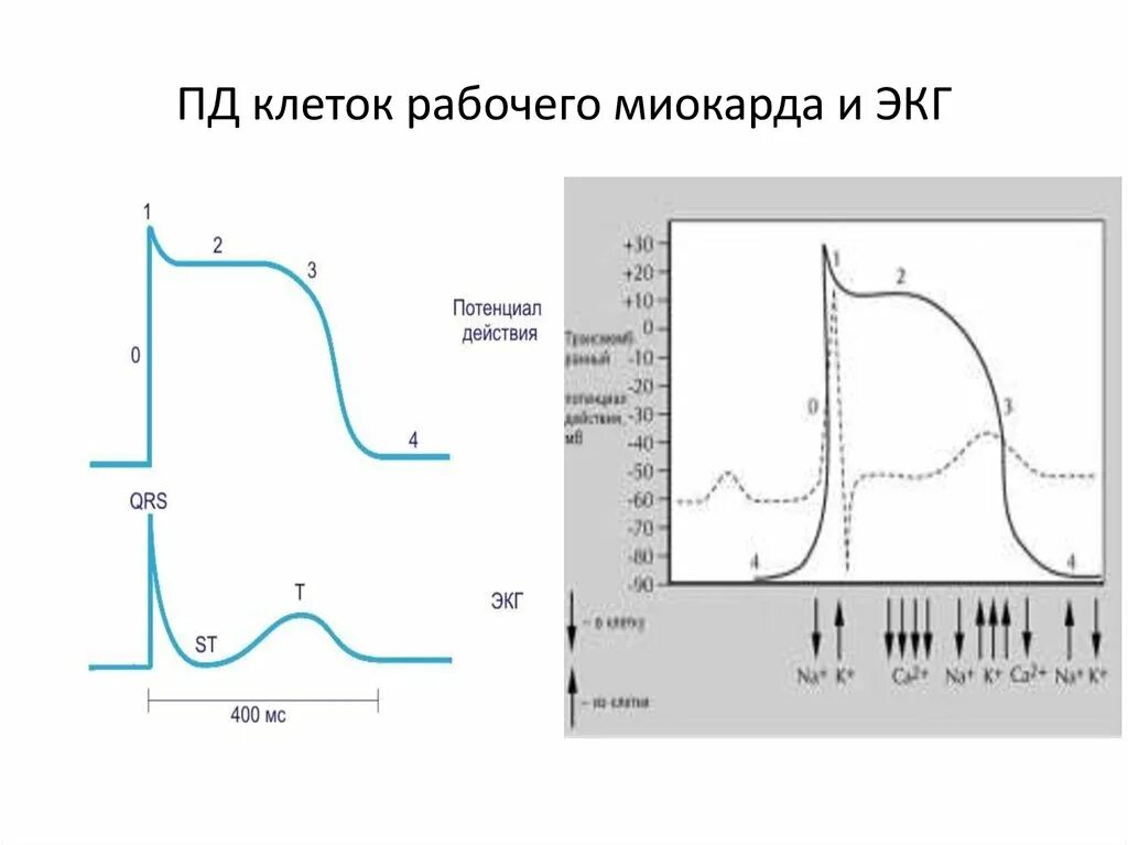 Потенциал действия миокарда желудочков. Фазы потенциала действия клетки миокарда. Потенциал действия клетки рабочего миокарда. Фазы потенциала действия рабочих кардиомиоцитов желудочка. Пд клетки