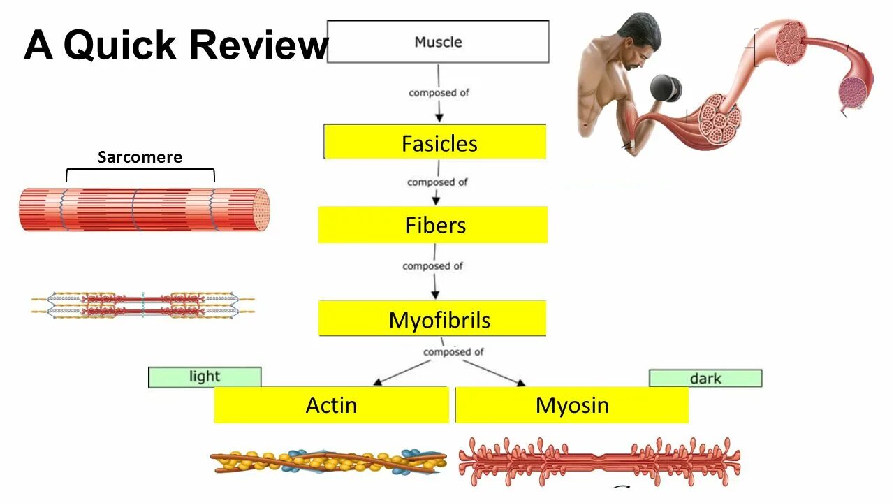 Мышечные волокна актин и миозин. Работа актина и миозина в мышцах. Мышцы актин миозин калий. Миозин желудок. Миозин мышечной ткани