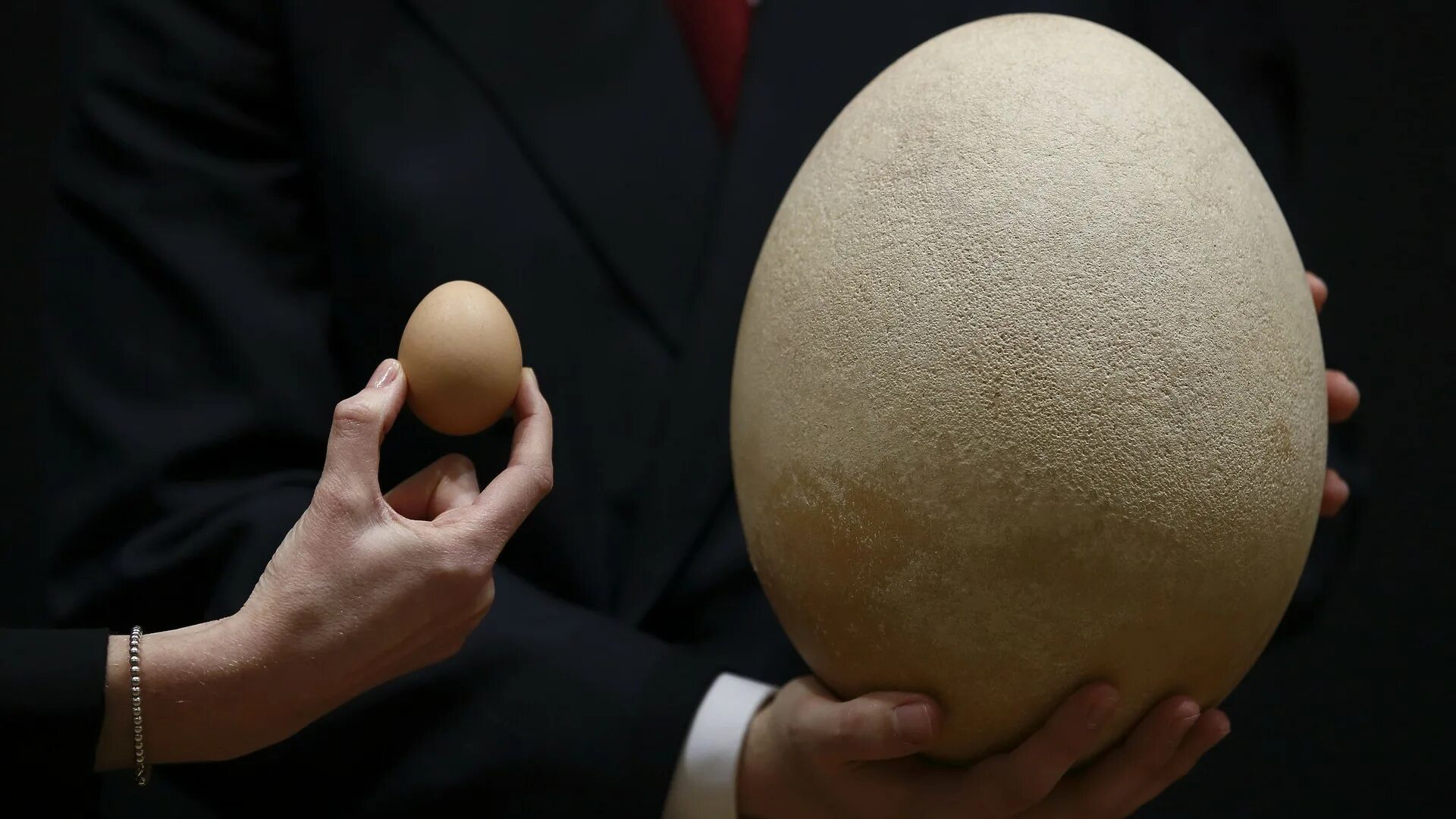 Яйцо стало черным. Яйцо Эпиорниса. Эпиорнис птица яйца. Самое большое яйцо. Необычные куриные яйца.