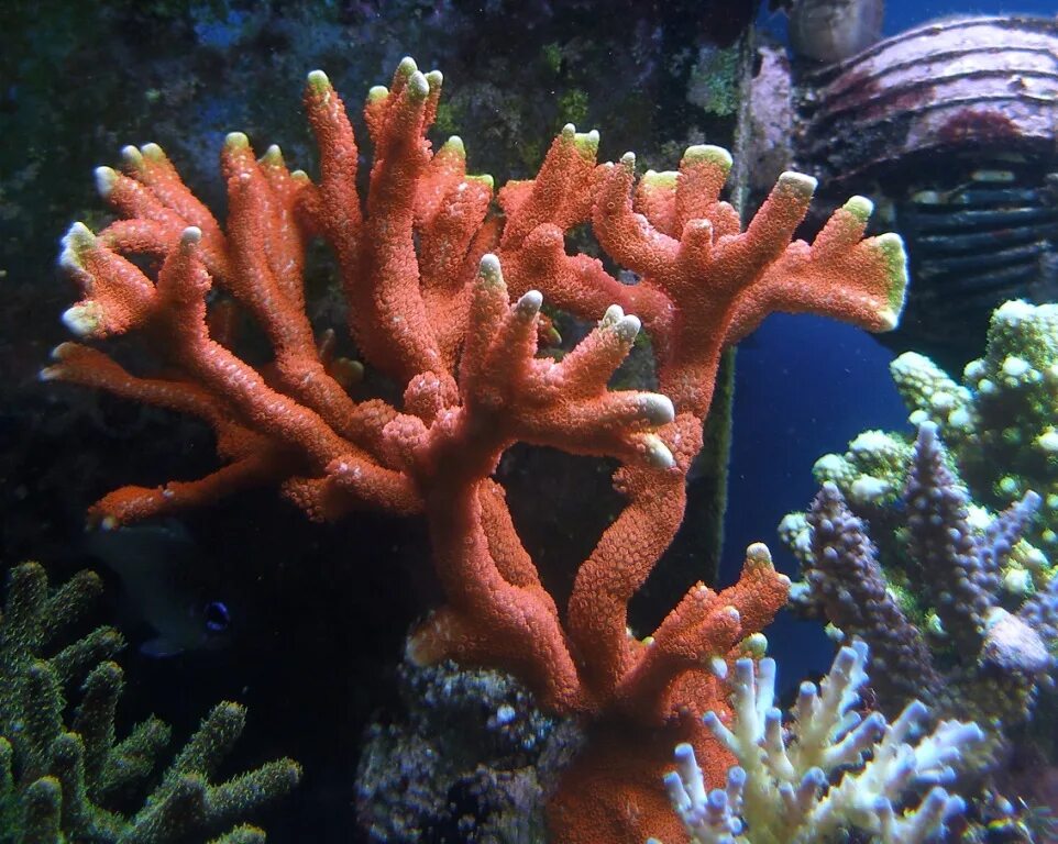 Coral обзор. Коралловые полипы Кишечнополостные. Полип и коралловый полип. Колония коралловых полипов. Коралловые полипы studarium.