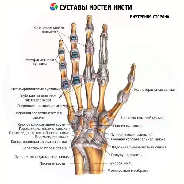 Как выглядит сустав руки Injury to the ankle