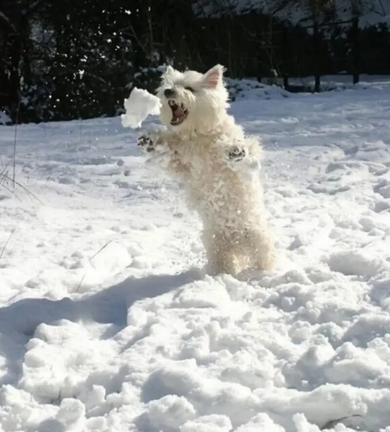 Собака радуется снегу. Собака в снегу. Смешная собака в снегу. Собака в сугробе.