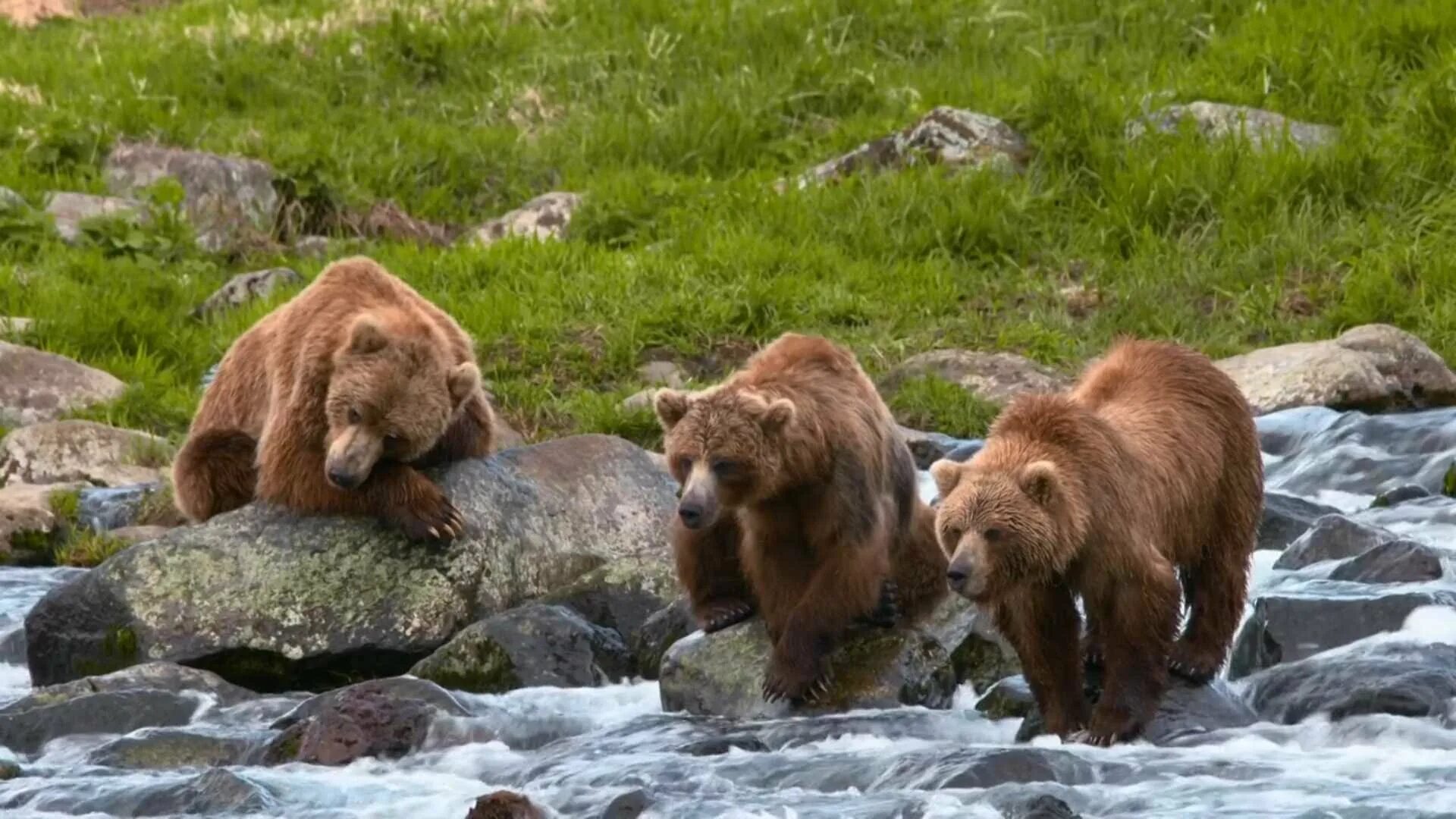 Где живет камчатский бурый медведь