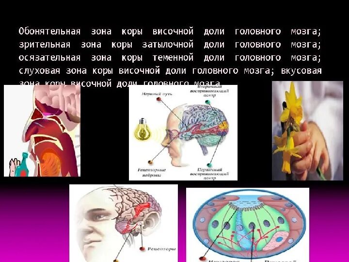 Биология 8 класс биология анализаторы. Органы чувств анализаторы 8 класс биология. Анализаторы органы чувств человека 8 класс биология. Осязательный анализатор 8 класс биология. Биология 8 класс органы чувств анализаторы