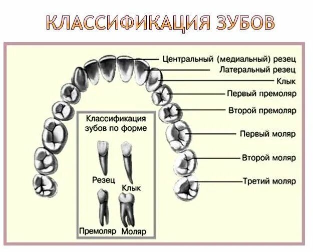 Как отличить молочный зуб. Классификация зубов.
