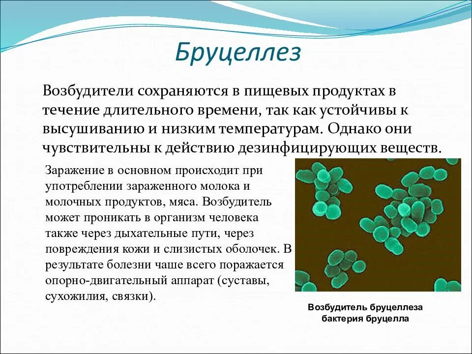 Туберкулез кокки. Возбудитель бруцеллеза микробиология. Бруцеллы микробиология морфология. Бруцеллы резистентность. Характеристика возбудителя бруцеллеза.