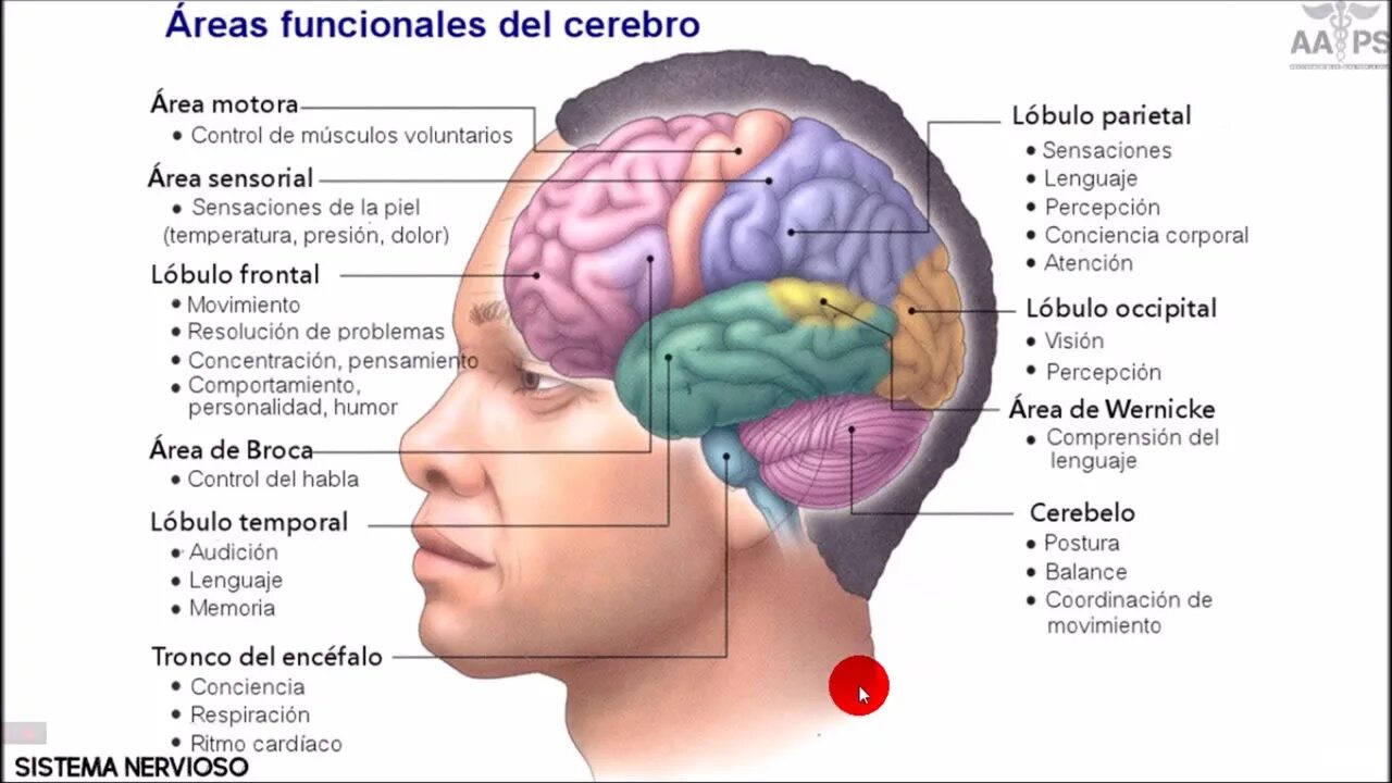 Brain structure. Анатомия человеческого мозга. Строение человеческого мозга. Мозг человека анатомия и физиология.