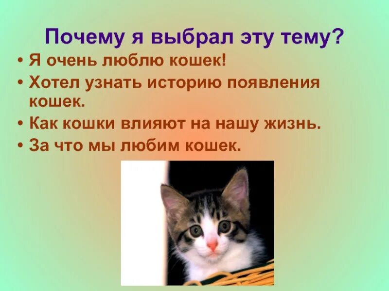 Доклад про кошку. Презентация о котах. Презентация про кошек. Проект на тему кошки. Проект кошки презентация.