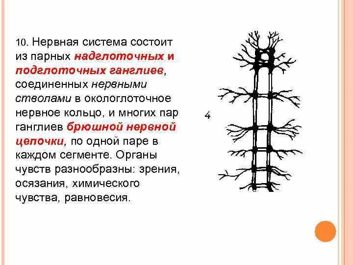 Нервные узлы и нервные стволы. Нервное кольцо, соединяющее продольные нервные стволы называется:. Брюшные нервные ганглии подглоточный нервный узел рисунок. Глава 10 нервная система. Отличие нервной Цепочки от нервных стволов.