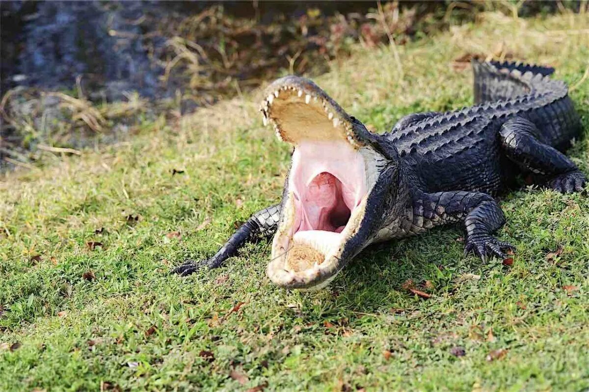 Крокодилы открывают рот. Миссисипский Аллигатор. Крокодил с открытой пастью. Крокодил с открытым ртом.
