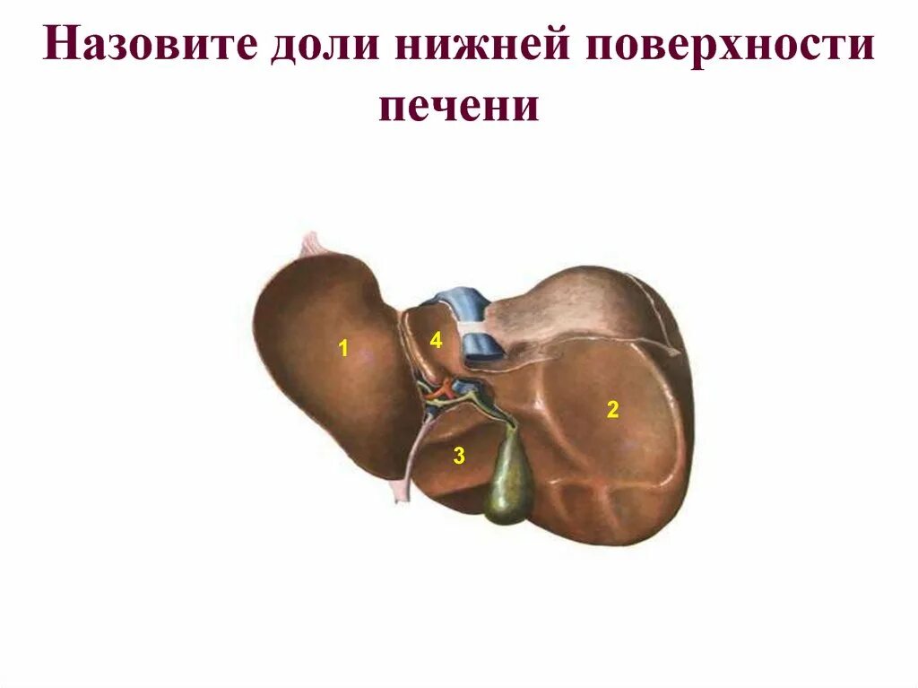 Укажите доли печени. Доли висцеральной поверхности печени. Назовите доли нижней поверхности печени. Назовите доли верхней поверхности печени..