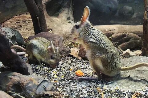 Организуемые животные