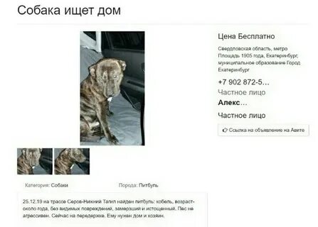 Украли собаку во сне