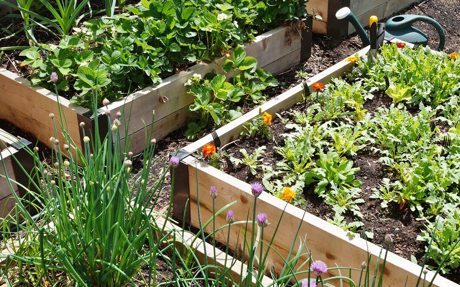 Высокие грядки. Высокие грядки. Огород в деревянных ящиках. Мидлайнер грядки. Грядки перфекциониста.