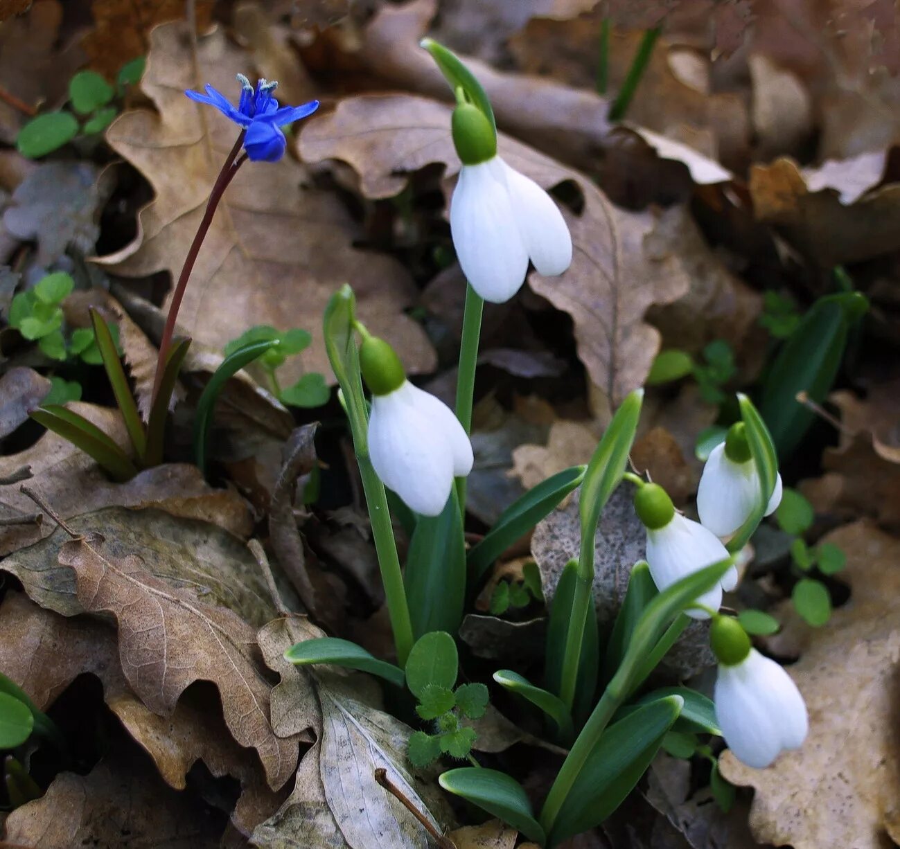 Пролеска сцилла. Пролеска сибирская голубая. Пролеска сцилла. Пролеска цветок. Пролеска сибирская (сцилла).