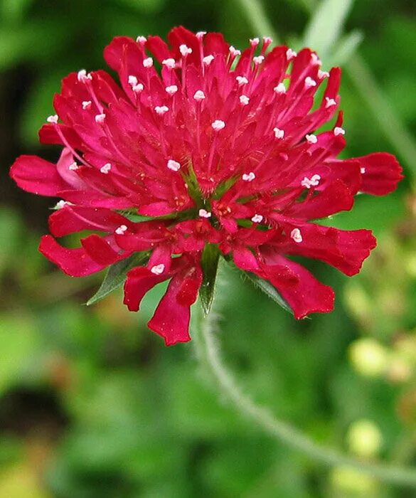 Короставник фото. Короставник Македонский. Короставник Македонский (Knautia Macedonica). Короставник Македонский Марс Миджет. Короставник татарский.