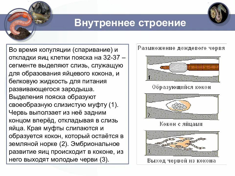 Внешнее строение дождевого червя передвижение раздражимость. Внутреннее строение дождевого червя вывод. вывод по теме внутреннее строение дождевого червя. внешнее строение дождевого червя. внешнее и внутреннее строение дождевого червя вывод.