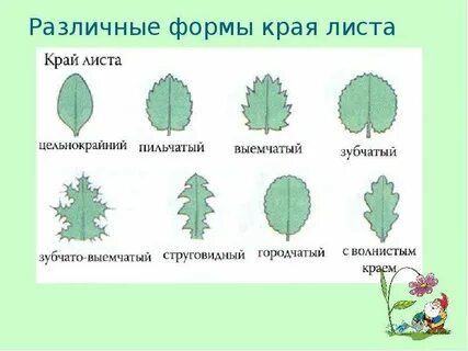 Листья по форме листовой