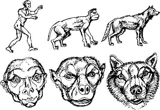 Представление ученых зверей. Превращение человека в собаку. Трансформация человека в собаку. Превращение человека в животное. Превращение в животных с собаку.