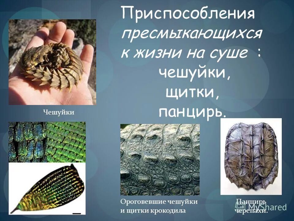 приспособления рептилий к жизни на суше. приспособления пресмыкающихся к жизни на суше. приспособления рептилий к жизни на суше. как размножаются пресмыкающиеся. черты приспособленности пресмыкающихся к жизни на суше.