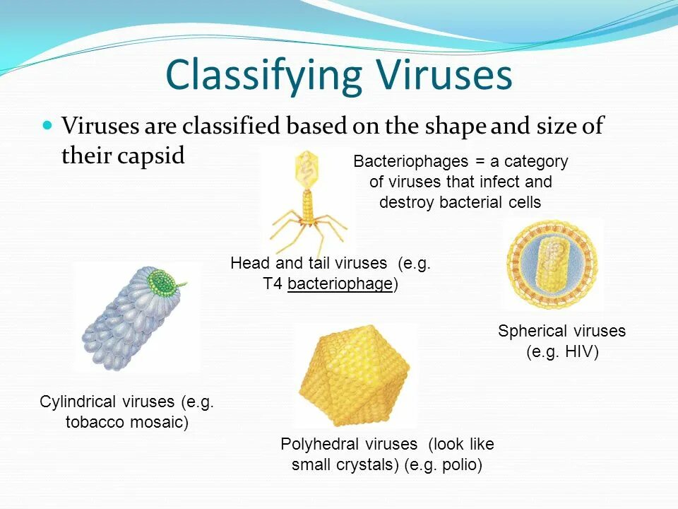 Classification of viruses. Shape of viruses. Kinds of viruses.