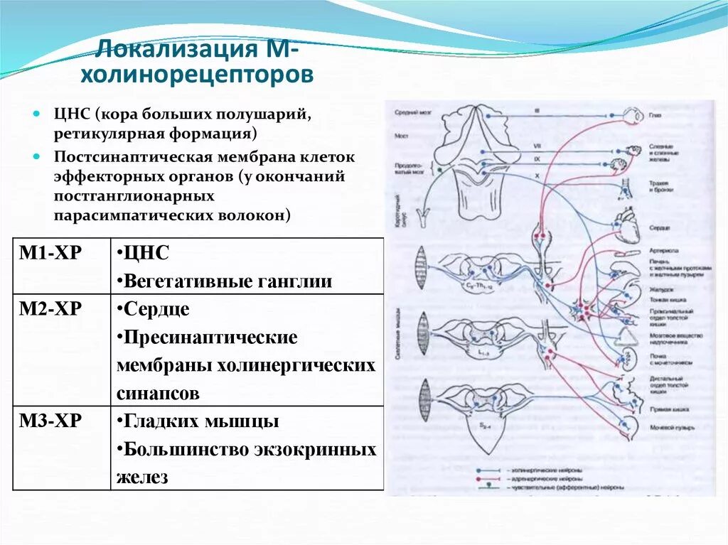 Эффекты холинорецепторов. Локализация м-холинорецепторов м1. Механизм сопряжения м холинорецепторов. М3 рецепторы локализация. Схема эфферентной иннервации фармакология.