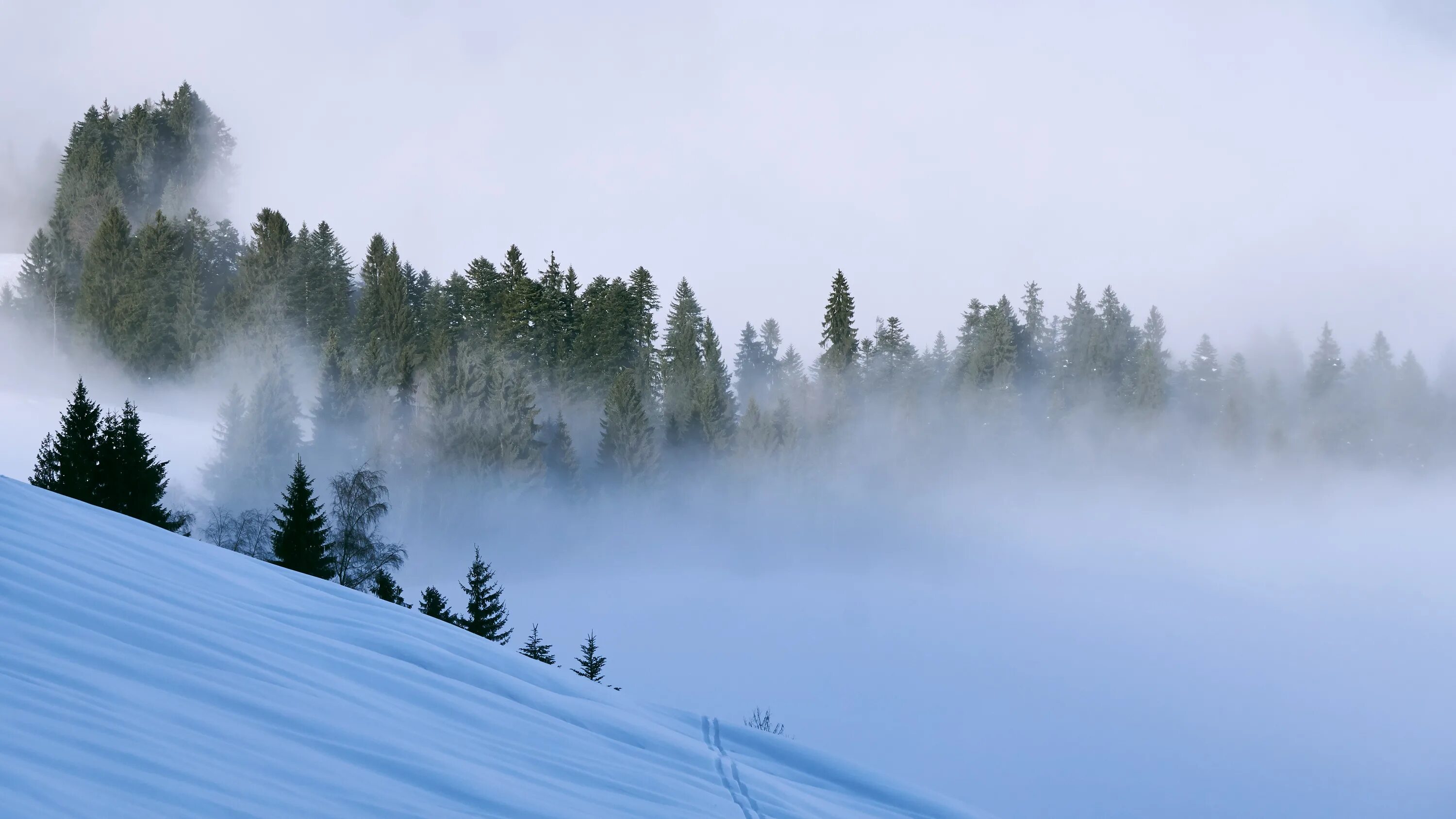 Сугроб туман. Зима туман. Горы в тумане. Заснеженный лес в тумане. Зима горы туман.