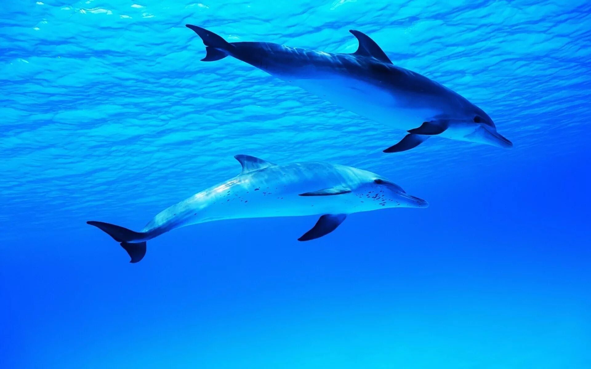 Слушать океан дельфин. Дельфины в море. Красивые дельфины. Картинки на рабочий стол дельфины. Дельфин в море.