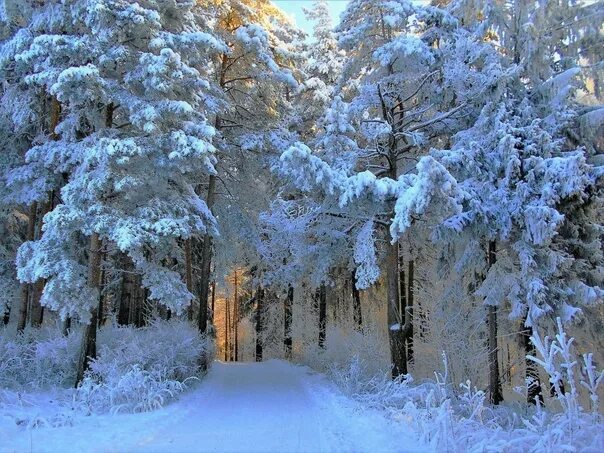 Федора тютчева чародейкою зимою. Федора тютчева чародейкою зимою