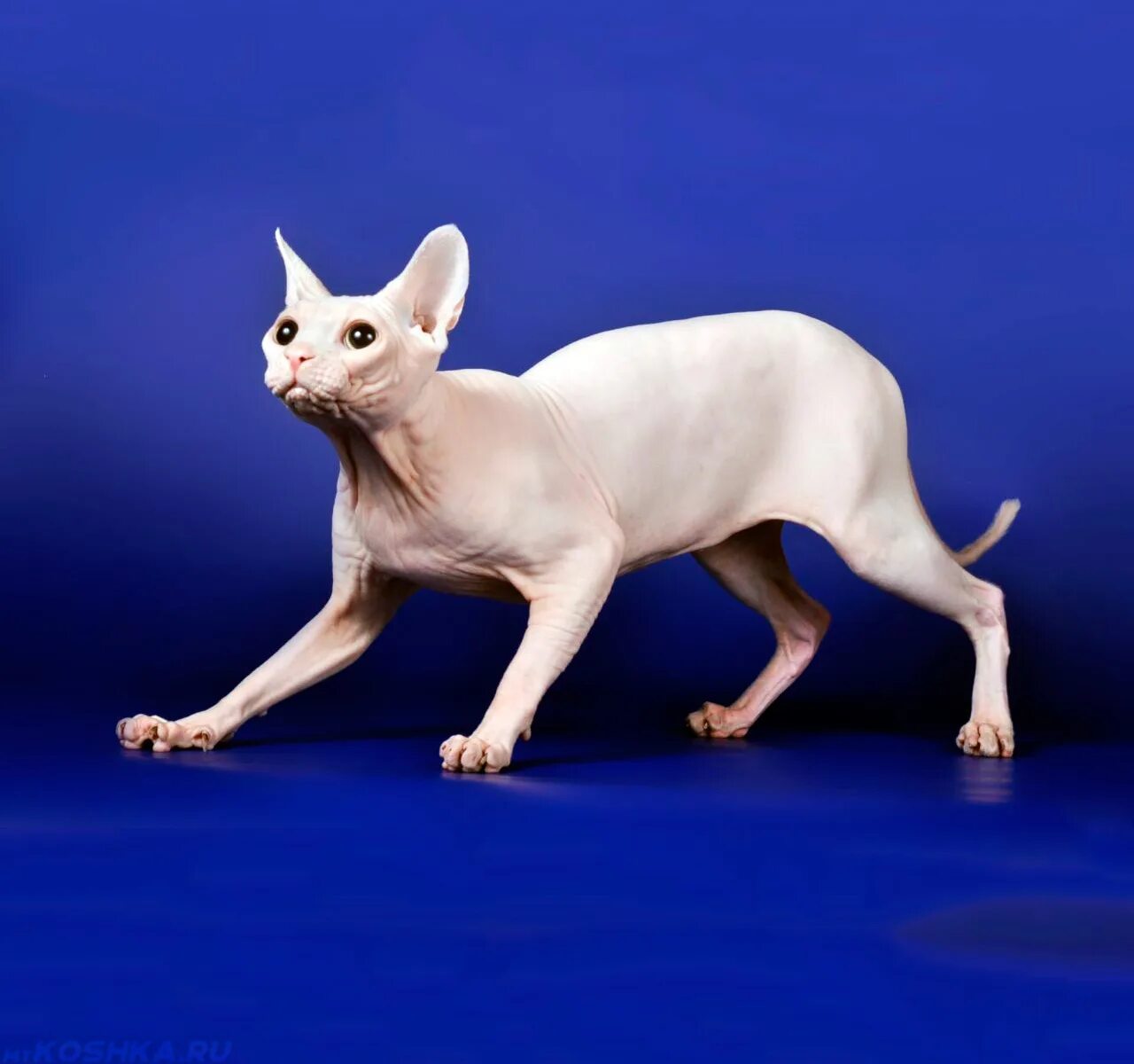 Сфинксы лучшие кошки