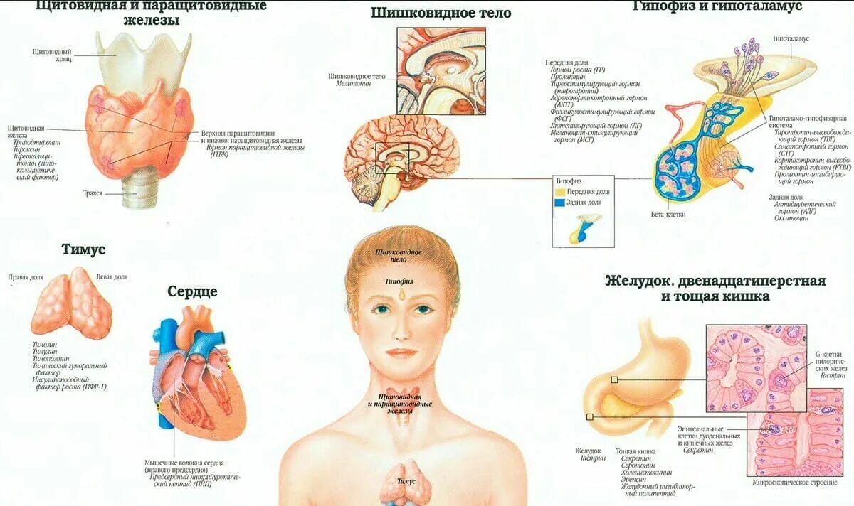 Порядок по эндокринологии. Схема эндокринного аппарата человека. Эндокринная система человека плакат. Эндокринный аппарат железы внутренней секреции. Атлас анатомии человека эндокринная система.