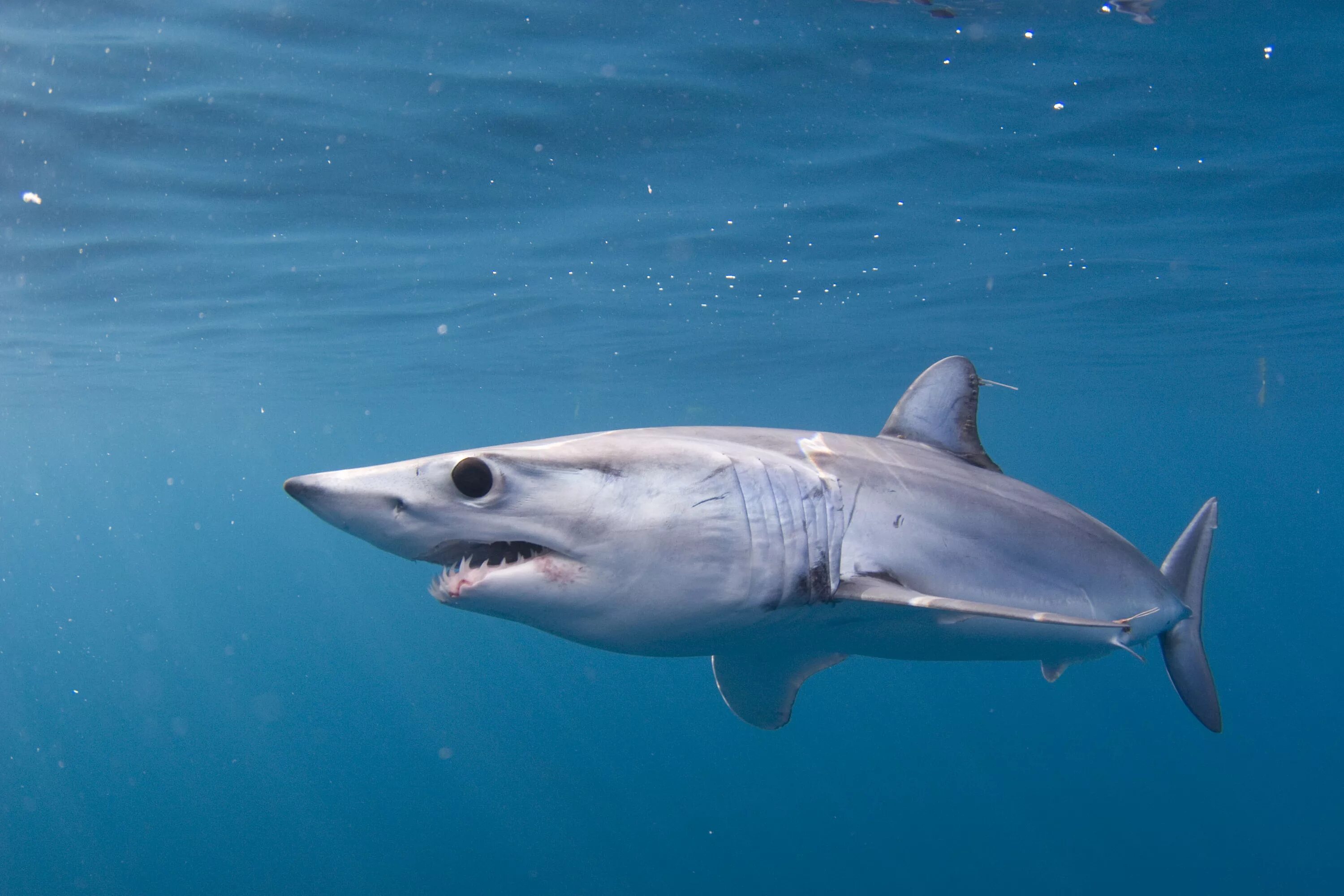 Какую скорость развивает белая акула. Акула мако. Серо голубая акула мако. Длинноперая акула мако.