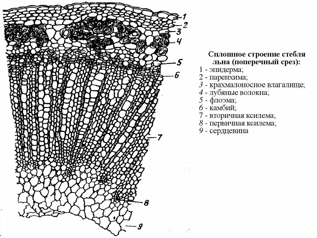 Анатомическое строение стебля травянистых растений. Лубяные волокна срезов стебля льна. Поперечный срез стебля льна. Флоэма на срезе стебля. Поперечный срез стебля конопли.