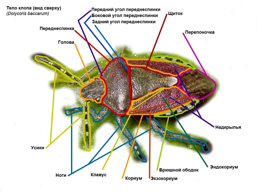 Постельный клоп внутреннее строение. Внутреннее строение клопа. Внешнее строение клопа. Внутреннее строение клопа солдатика.