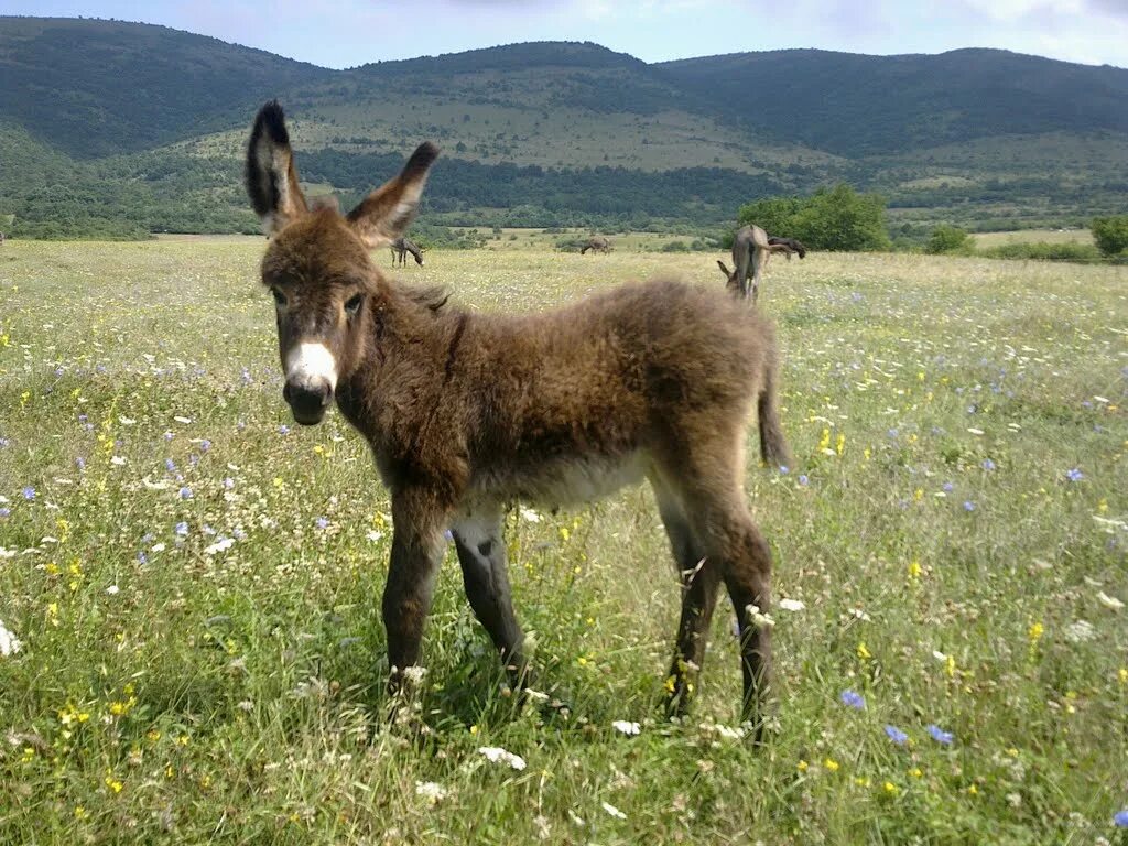 Балканская ослица. Ослик. Красивый ослик. Маленький ослик. Девять осликов