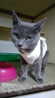 Кастрировать породистого кота