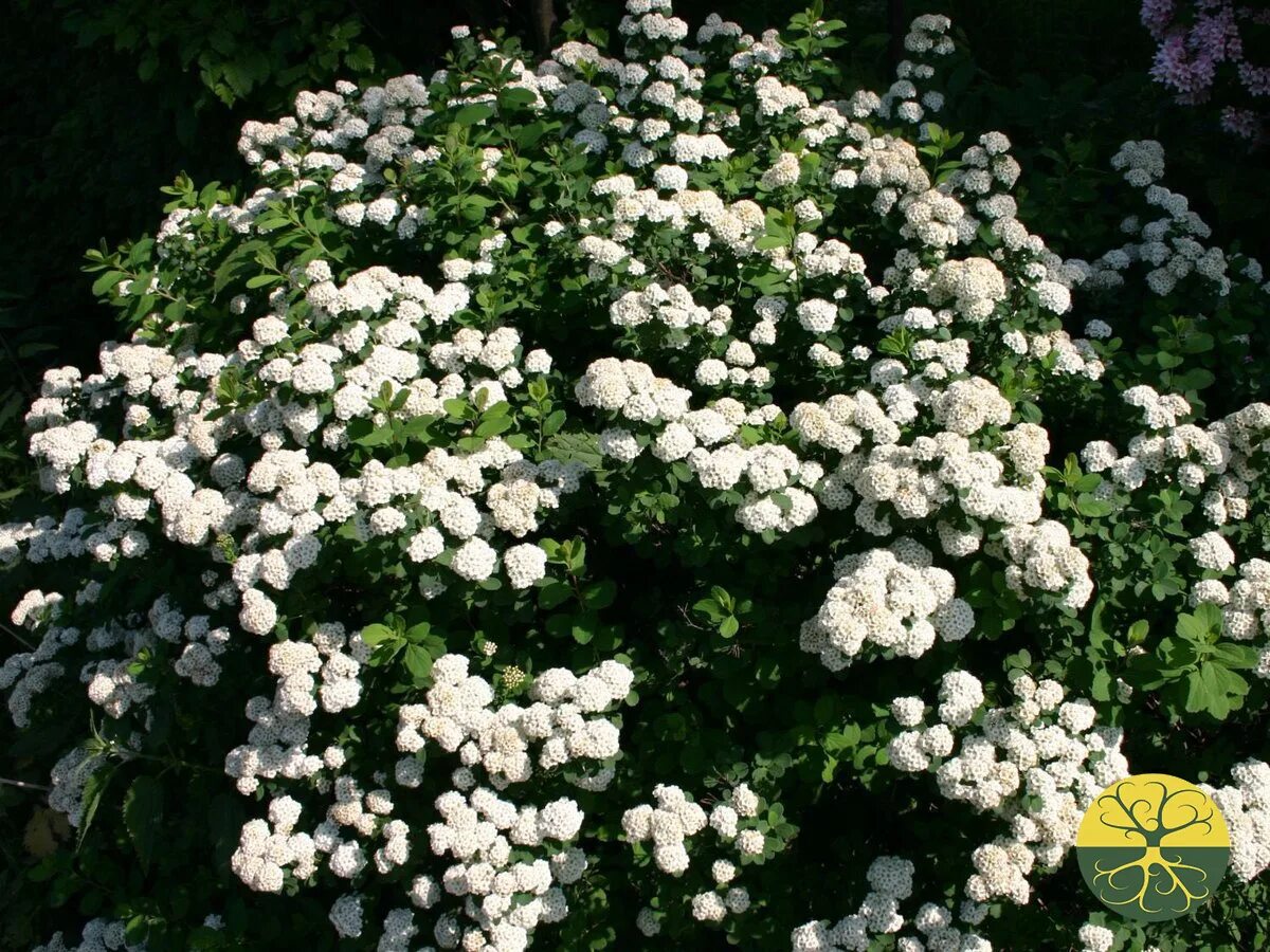 Спирея Вангутта. Спирея Вангутта (Spiraea vanhouttei). Спирея Ван-Гутта (Spiraea vanhouttei). Спирея Вангутта "Сноу Уайт". Куст невеста фото