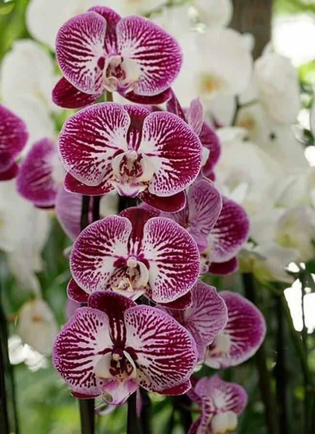 Какие сорта орхидеи. Орхидея фаленопсис. Орхидея Дендробиум фаленопсис. Орхидея Sevilla. Орхидея фаленопсис сорта.