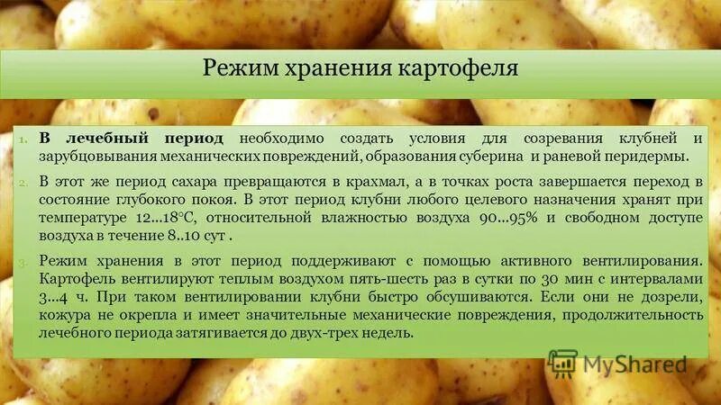Можно ли сыпать картошку. Режимы хранения картофеля. Хранение картофеля презентация. Лечебный период картофеля. Лечебный период хранения картофеля.