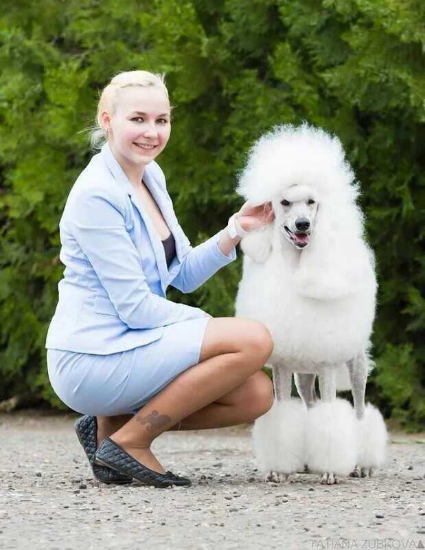 Женщина пудель. Женщина пудель. Adore toy. Пудель похожий на человека. Гламурный пудель.
