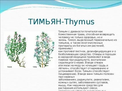 Тимьян чабрец одно и тоже или нет