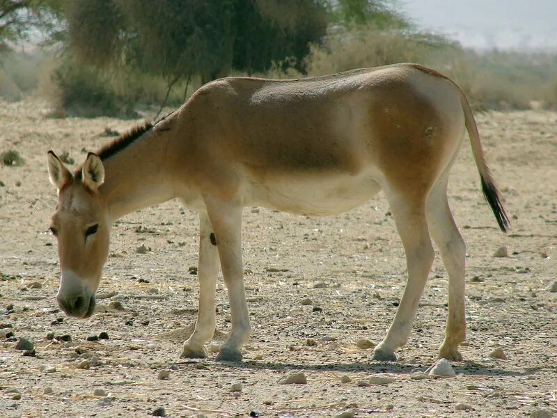 Кулан область. Кулан Equus hemionus. Кулан, лошадь Пржевальского, осел. Сирийский Кулан. Дикий осел онагр.