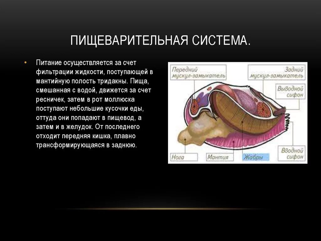 Класс двустворчатые пищеварительная система. Пищеварительная система двустворчатых моллюсков. Пищеварит система двустворчатых моллюсков. Пищеварительная система мидии.