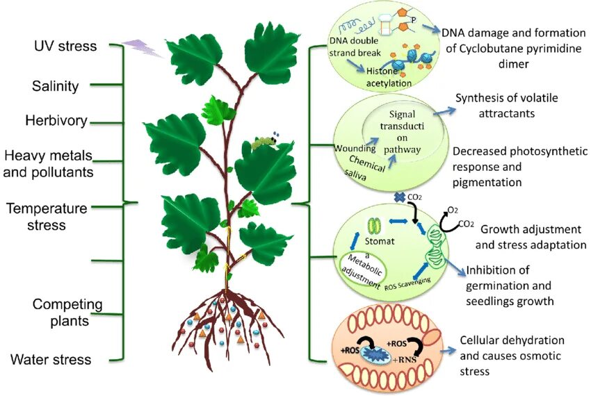 Biotic stress Plant response. Biotic and abiotic stress of Plants. Heavy Metals in Plants. Physiological process in Plants. Effect plants