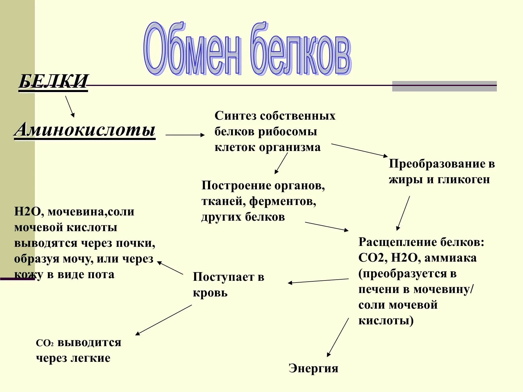 Обмен белков в организме человека схема. Схема обмена веществ белков. Схема белкового обмена в организме. Процесс обмена белков в организме человека. 2 белковый обмен